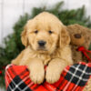 Image of Major, a Golden Retriever puppy