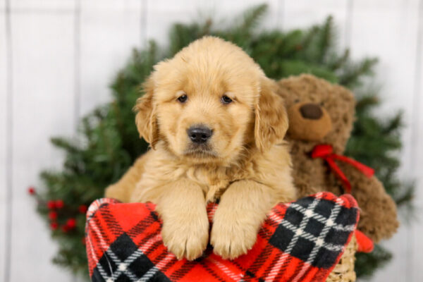 Image of Major, a Golden Retriever puppy