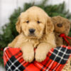 Image of Major, a Golden Retriever puppy