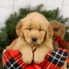 Image of Major, a Golden Retriever puppy