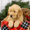 Image of Major, a Golden Retriever puppy