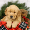 Image of Major, a Golden Retriever puppy