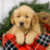 Image of Major, a Golden Retriever puppy