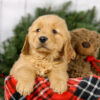 Image of Max, a Golden Retriever puppy