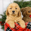 Image of Max, a Golden Retriever puppy