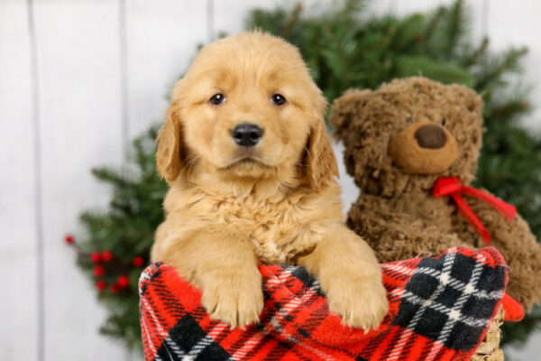 Image of Max, a Golden Retriever puppy