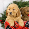 Image of Max, a Golden Retriever puppy