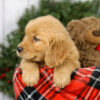 Image of Max, a Golden Retriever puppy