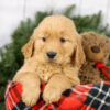 Image of Max, a Golden Retriever puppy