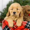 Image of Max, a Golden Retriever puppy