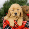 Image of Max, a Golden Retriever puppy