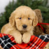 Image of Milo, a Golden Retriever puppy