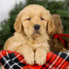 Image of Milo, a Golden Retriever puppy