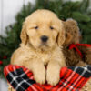 Image of Milo, a Golden Retriever puppy