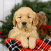 Image of Milo, a Golden Retriever puppy