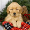 Image of Milo, a Golden Retriever puppy