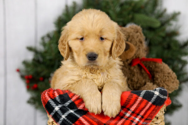 Image of Milo, a Golden Retriever puppy