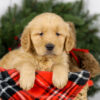 Image of Milo, a Golden Retriever puppy