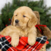 Image of Milo, a Golden Retriever puppy