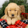 Image of Milo, a Golden Retriever puppy