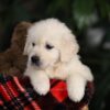 Image of Moose, a Golden Retriever puppy