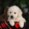 Image of Moose, a Golden Retriever puppy