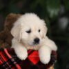 Image of Moose, a Golden Retriever puppy