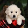 Image of Moose, a Golden Retriever puppy