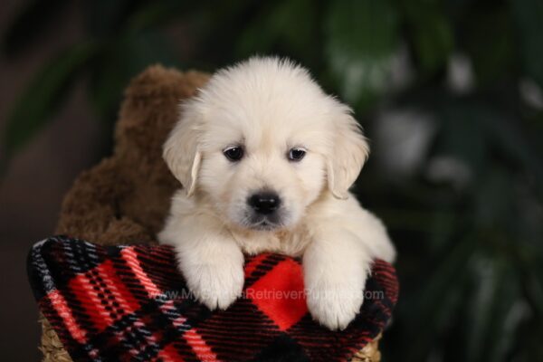 Image of Moose, a Golden Retriever puppy