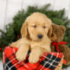 Image of Murphy, a Golden Retriever puppy