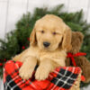 Image of Murphy, a Golden Retriever puppy