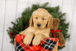 Image of Murphy, a Golden Retriever puppy