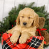 Image of Murphy, a Golden Retriever puppy