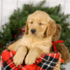 Image of Murphy, a Golden Retriever puppy