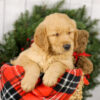 Image of Murphy, a Golden Retriever puppy