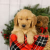 Image of Murphy, a Golden Retriever puppy