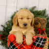 Image of Murphy, a Golden Retriever puppy