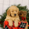 Image of Murphy, a Golden Retriever puppy