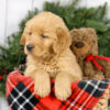 Image of Myron, a Golden Retriever puppy