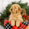 Image of Myron, a Golden Retriever puppy