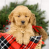 Image of Myron, a Golden Retriever puppy