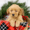 Image of Myron, a Golden Retriever puppy