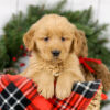 Image of Myron, a Golden Retriever puppy