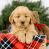 Image of Myron, a Golden Retriever puppy