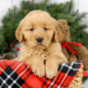 Image of Myron, a Golden Retriever puppy