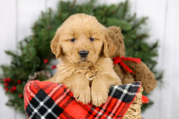 Image of Myron, a Golden Retriever puppy