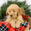 Image of Myron, a Golden Retriever puppy