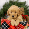 Image of Myron, a Golden Retriever puppy