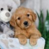 Image of Nacho, a Golden Retriever puppy