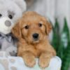 Image of Nacho, a Golden Retriever puppy